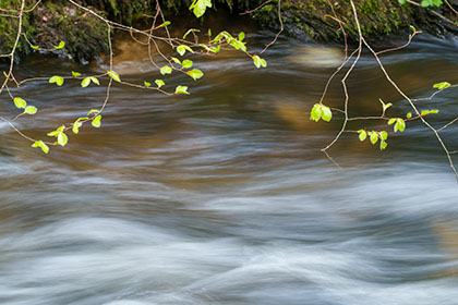Kennall-Vale-Beech-Leaves-River-Cornwall
