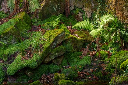 Kennall-Vale-Fern-Cornwall