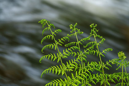 Kennall-Vale-Fern-Cornwall