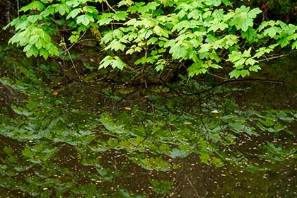 Kennall-Vale-Maple-Cornwall