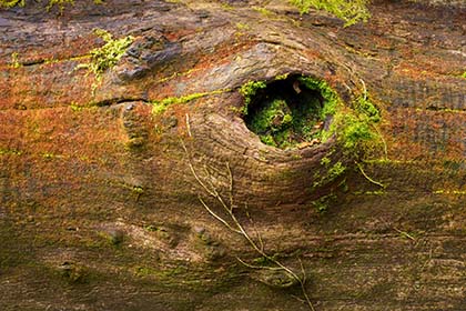 Kennall-Vale-Tree-Trunk-Cornwall