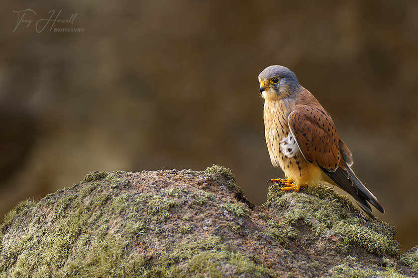 Kestrel, Porth Nanven