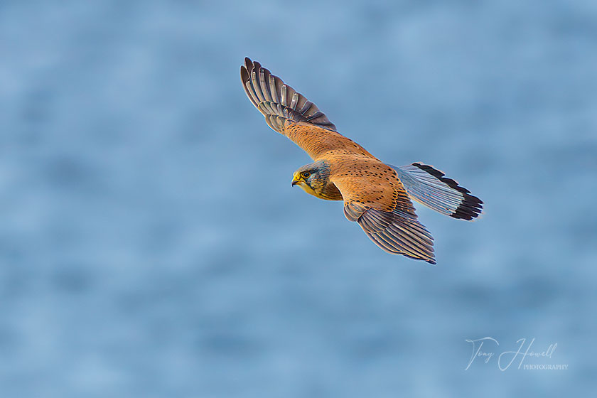 Kestrel, Porth Nanven