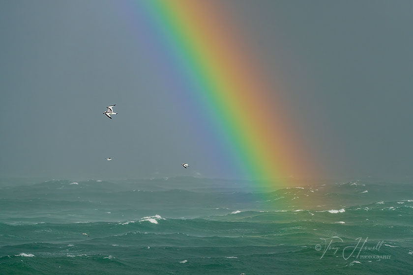 Black-Legged Kittiwake, Rainbow, St.Ives