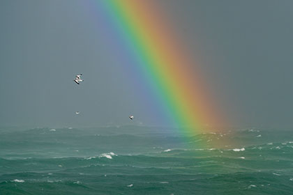 Kittiwake-Rainbow-St-Ives-Cornwall-