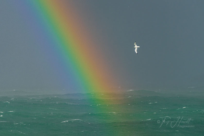 Kittiwake, Rainbow, St Ives