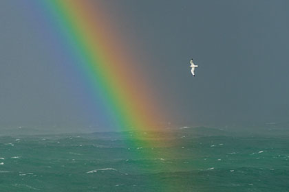Kittiwake-Rainbow-St-Ives-Cornwall-