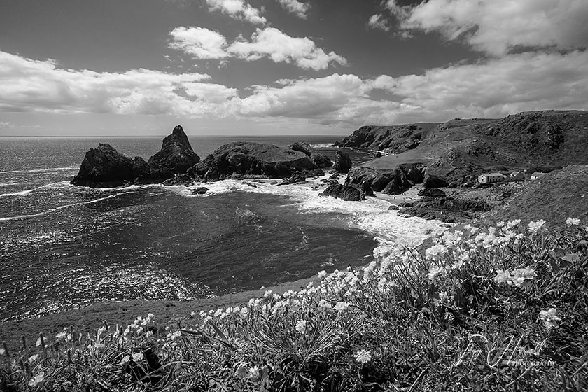 Kynance Cove, Sea Pinks