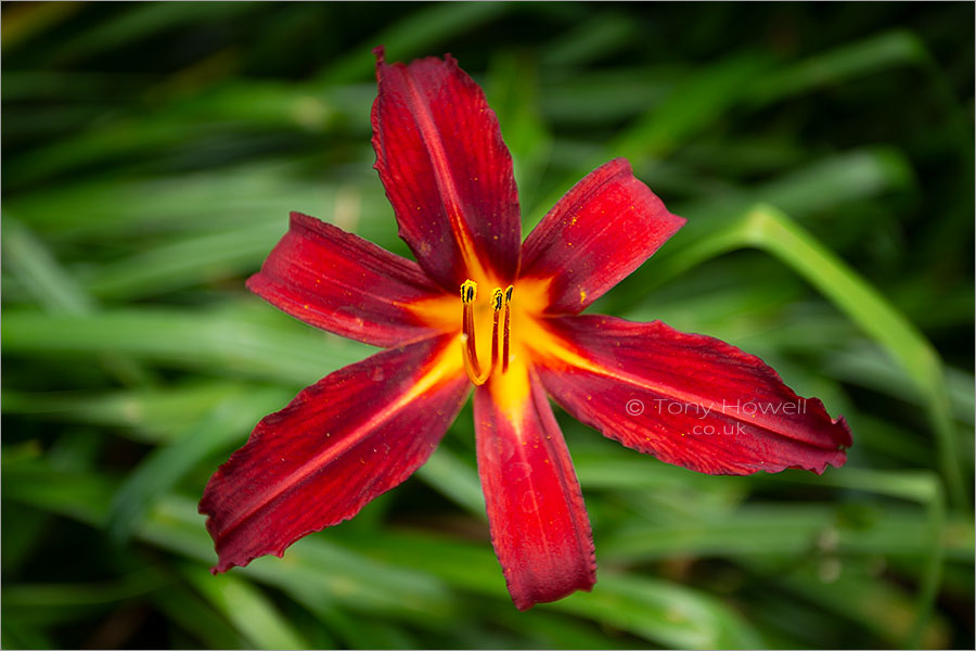 Red Lily