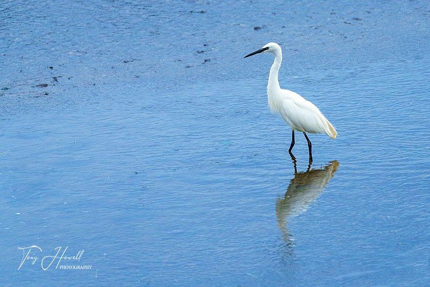 Little Egret, Hayle Estuary