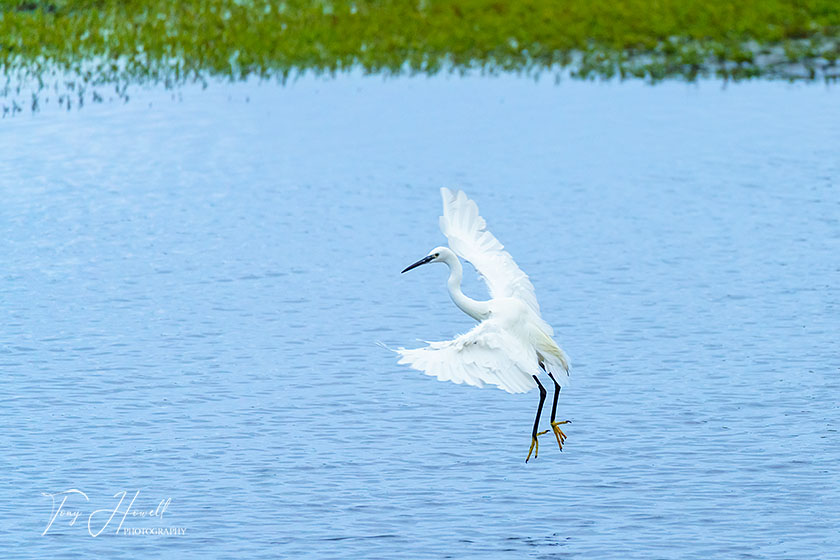 Little Egret, Hayle Estuary