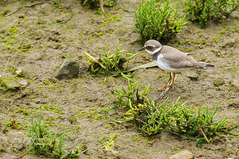 Little Ringed Plover, Hayle Estuary