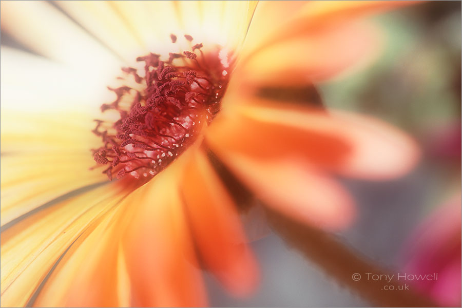 Livingstone Daisy (soft focus)