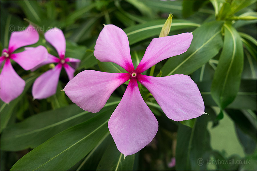 Madagascar Periwinkle, Catharansus roseus