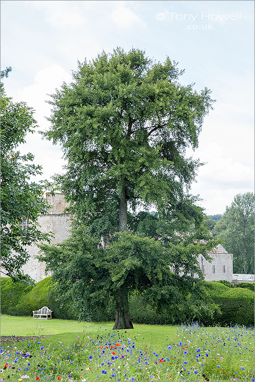 Ginkgo Biloba, Maidenhair Tree