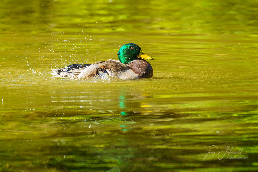 Mallard Duck, Male, Truro