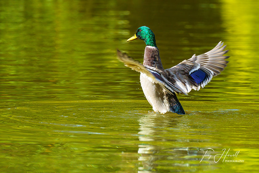 Mallard Duck, Male, Truro