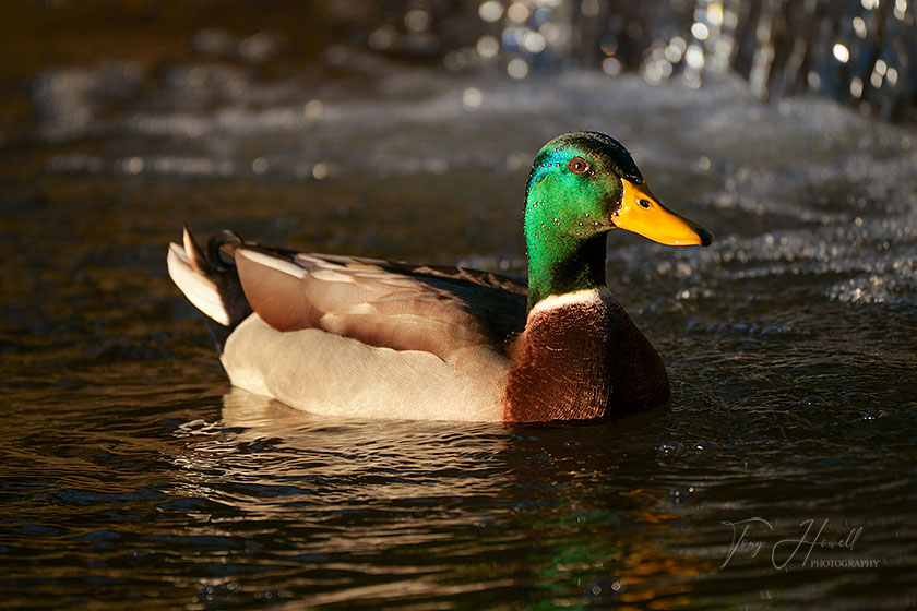 Mallard
