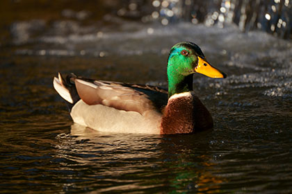 Mallard-Duck-Truro-Cornwall-AR2837