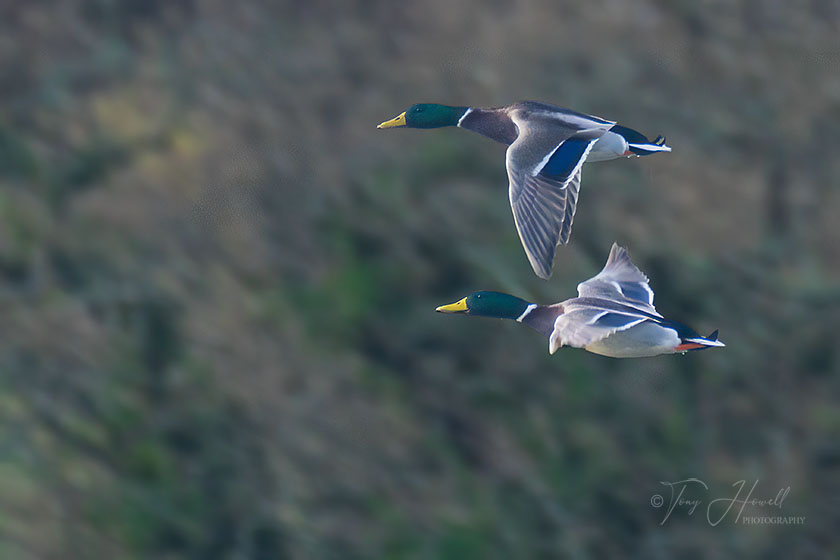 Mallard Ducks over Restronguet
