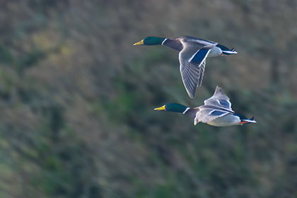 Mallard-Ducks-Restronguet-Cornwall-AR3473