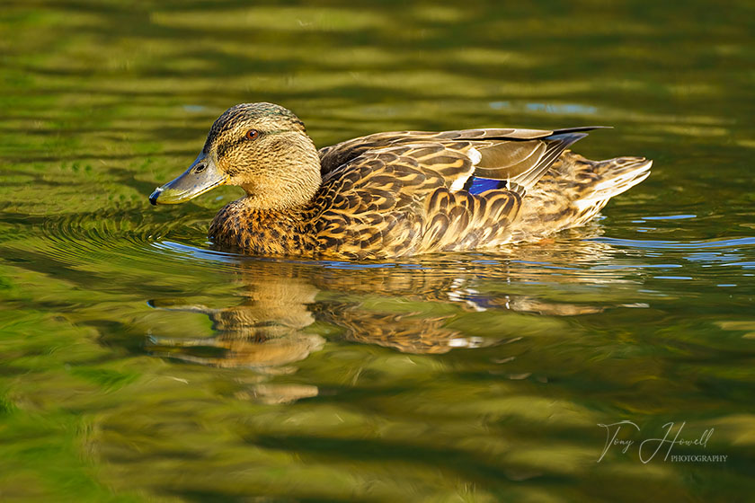 Mallard, Female, Truro