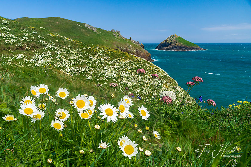 Mouls Island, Oxeye Daisies, Polzeath