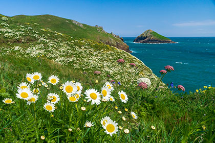 Mouls-Island-Oxeye-Daisies-Polzeath-Cornwall-AR3496