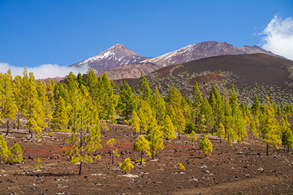 Mount-Teide-Pine-Trees-Tenerife