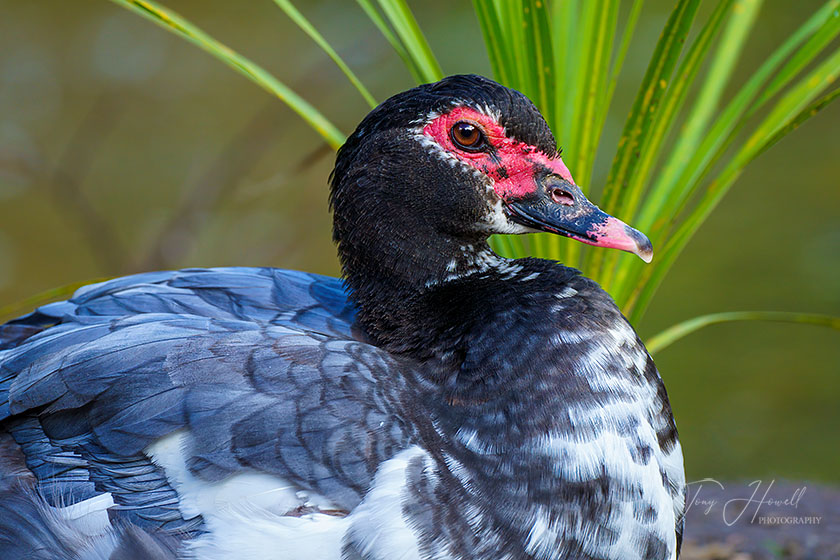 Muscovy Duck, Truro