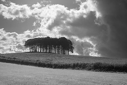 Nearly-There-Trees-Cookworthy-Knapp-Devon