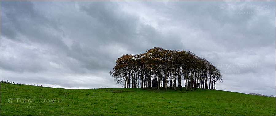 Nearly There Trees, Coming Home to Cornwall