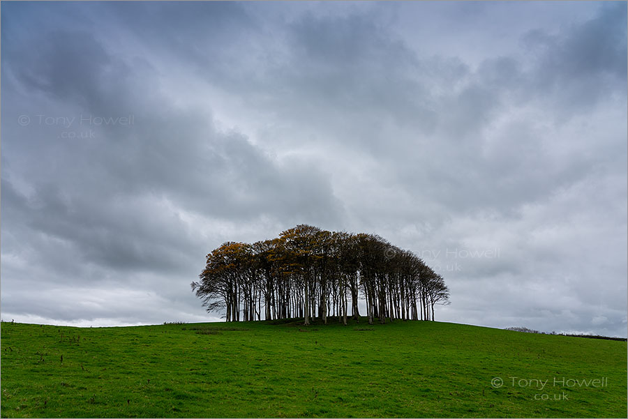 Nearly There Trees, Coming Home to Cornwall