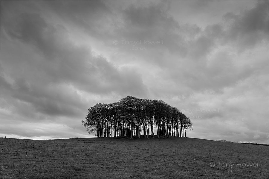 Nearly There Trees, Coming Home to Cornwall