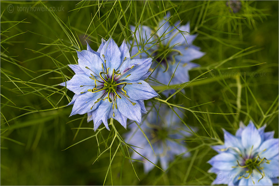 Nigella