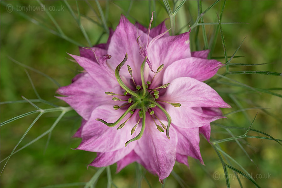 Nigella