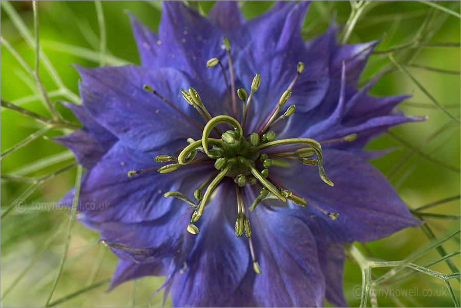 Nigella