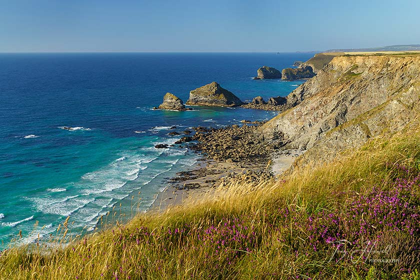 North Cliffs, Heather, Tehidy