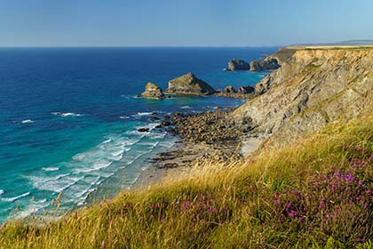 North-Cliffs-Heather-Tehidy-Cornwall
