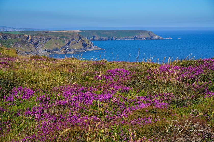 North Cliffs, Heather, Tehidy