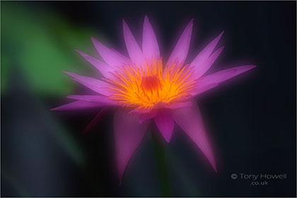 Waterlily, Nymphaea