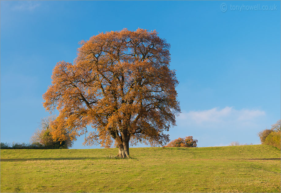 Oak Tree