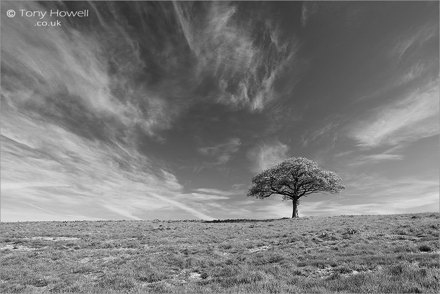 Oak Tree, Blackford