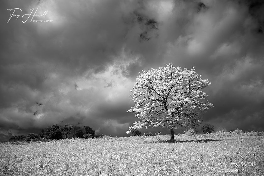 Oak Tree Infrared