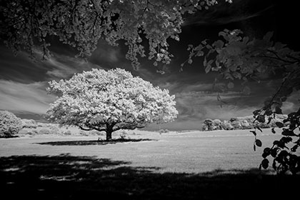 Oak-Tree-Infrared-Tehidy-Cornwall