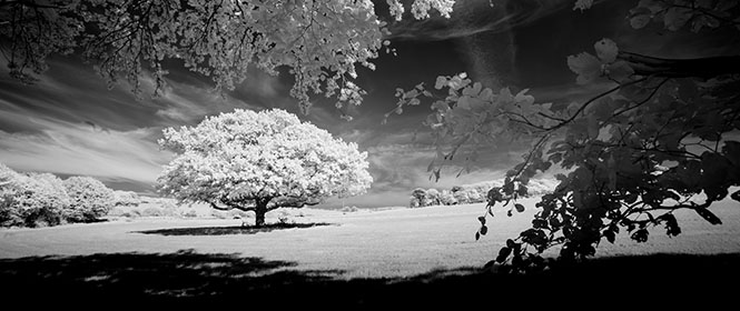 Oak-Tree-Infrared-Tehidy-Cornwall