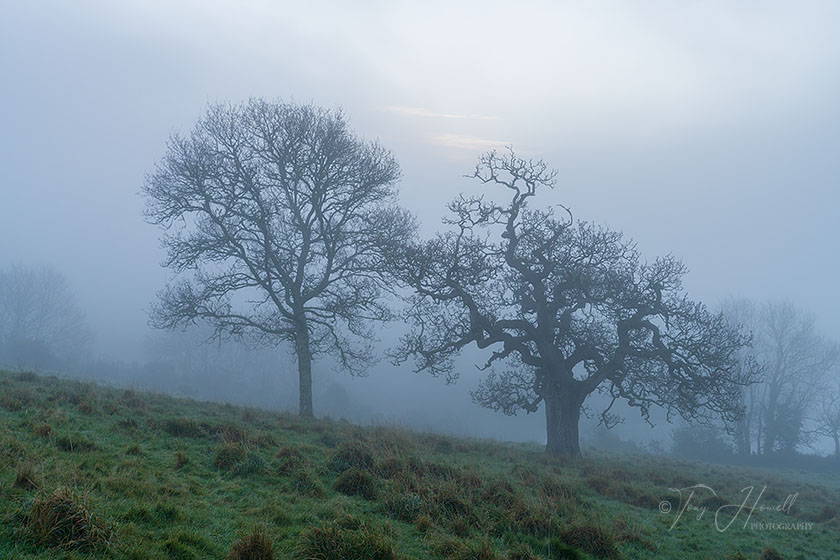 Oak Trees, Mist, Trelissick, Truro