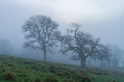 Oak-Tree-Mist-Trelissick-Truro-Cornwall