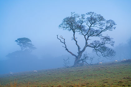 Oak-Tree-Mist-Trelissick-Truro-Cornwall