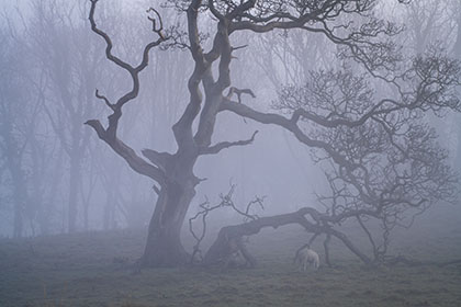 Oak-Tree-Mist-Trelissick-Truro-Cornwall
